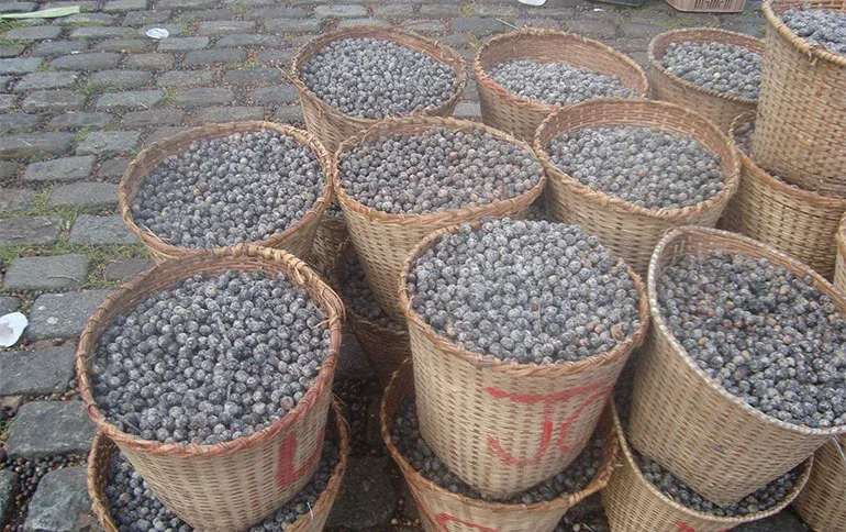Óleo de Bacaba - Oenocarpus distichus