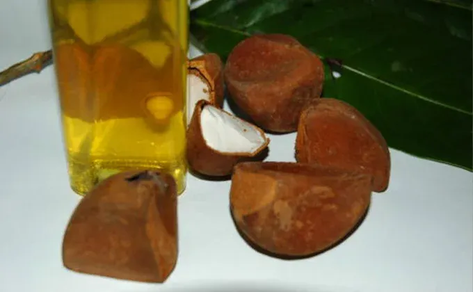 Andiroba (Carapas guianensis)