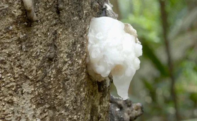 Resina de Breu Branco - Protium heptaphyllum
