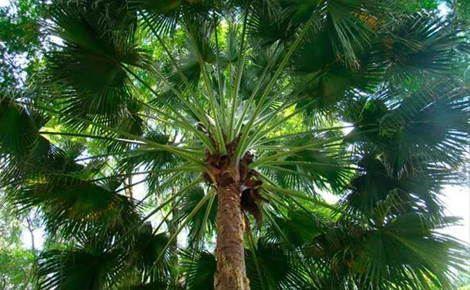Carnaúba (Copernicia prunifera)