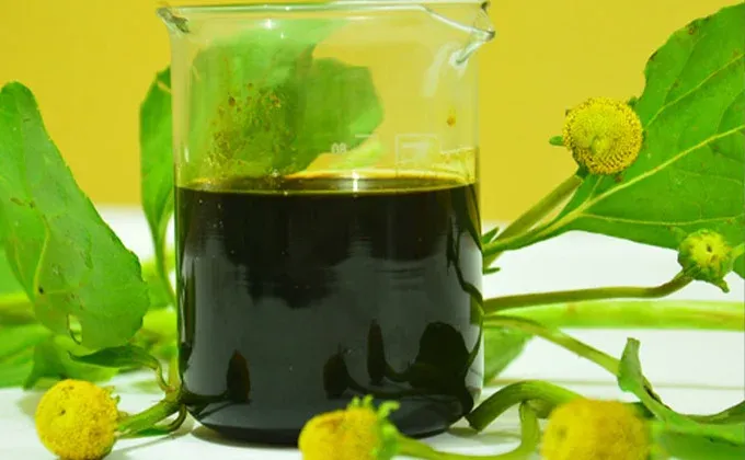 Jambu - Spilanthes oleracea