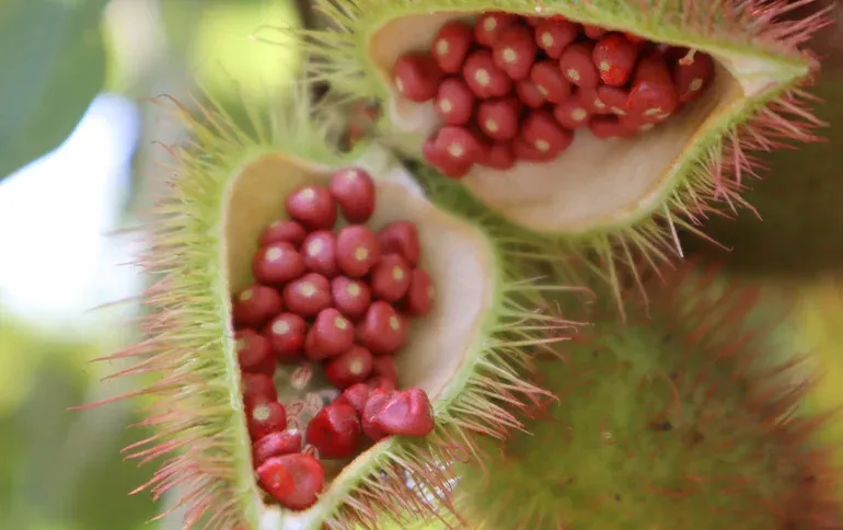 Annatto - Bixina orellana
