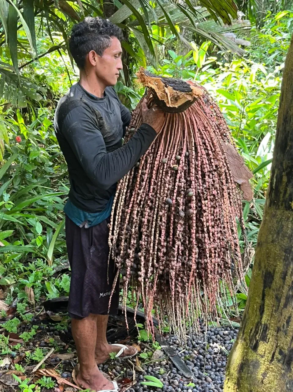 Coletor na floresta segurando um cacho de patauá recém-colhido