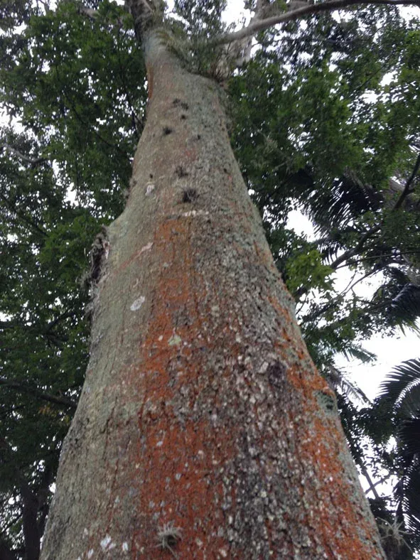 Resina de Copaiba - Copaifera officinalis