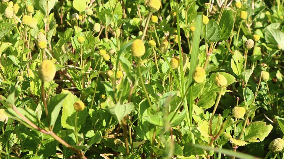 Jambu - Spilanthes oleracea