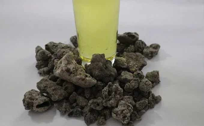 Óleo essencial de Breu Branco - Protium heptaphyllum