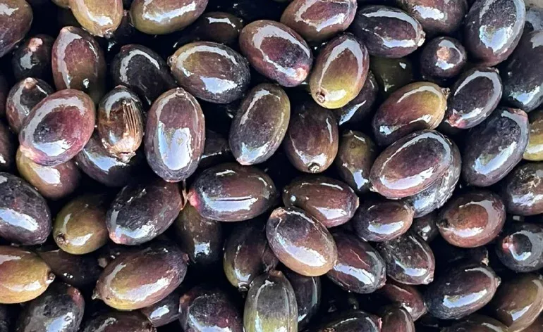Óleo de Pataua - Oenocarpus bataua