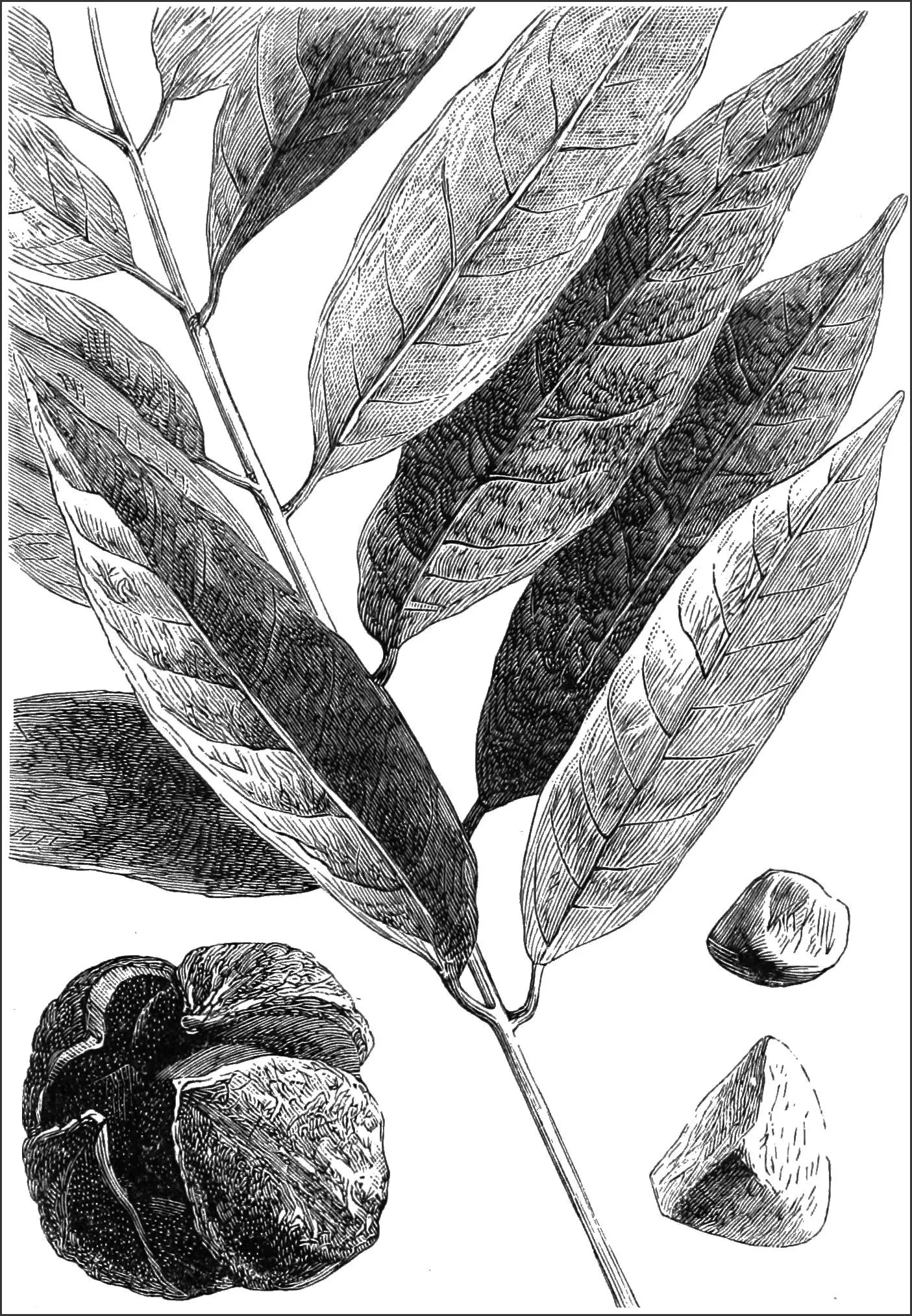 Gravura de 1880 com folhas e frutos da andiroba (Carapa guianensis)